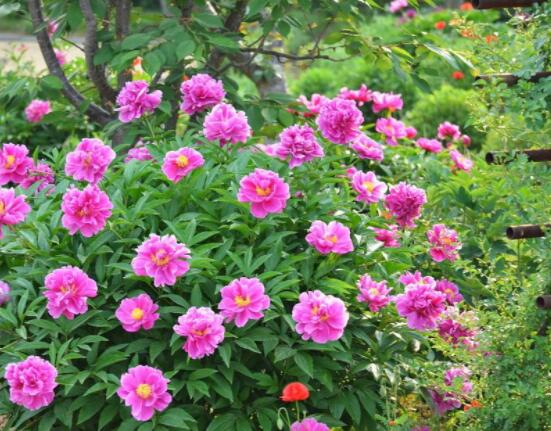 芍藥花幾年開花,每年隻含苞盛放一次(花期5-6月)