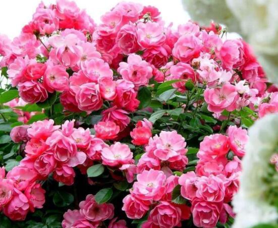 薔薇花怎麼不開花,教你三種原因以及解決方法