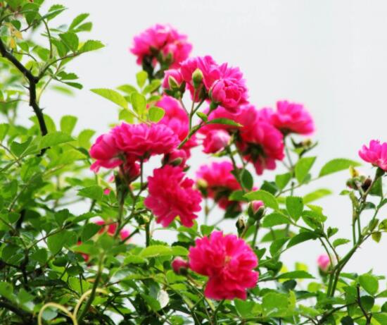 薔薇花怎麼不開花,教你三種原因以及解決方法