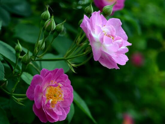薔薇花怎麼不開花,教你三種原因以及解決方法
