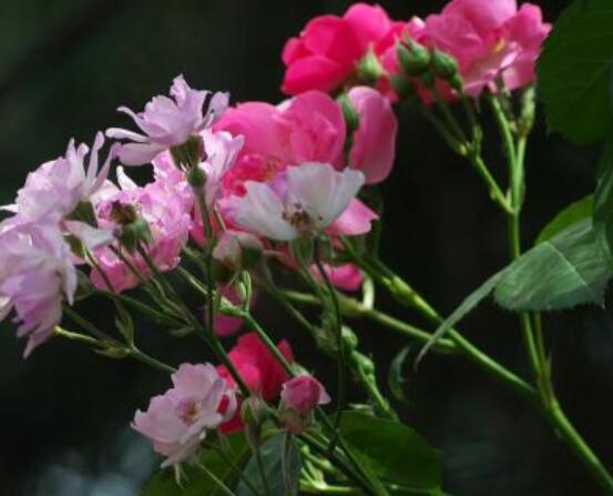 薔薇花怎麼不開花,教你三種原因以及解決方法