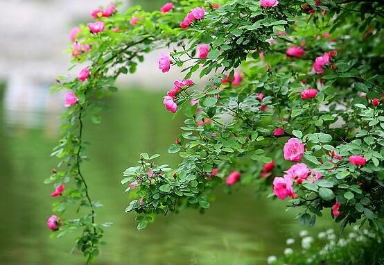 薔薇花怎麼不開花,教你三種原因以及解決方法