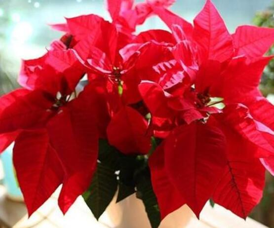 一品紅的花語是什麼,普天同慶、共祝新生(聖誕之花)