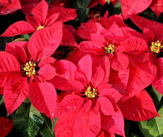 一品紅的花語是什麼,普天同慶、共祝新生(聖誕之花)