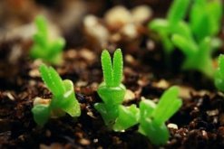 碧光環種子的種植方法，可以通過以下4步來進行