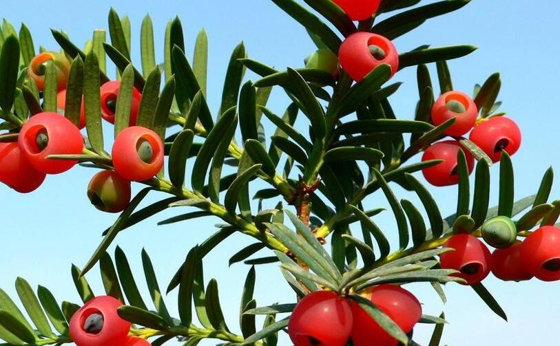 紅豆杉的修剪方法圖,注意抹芽、摘心、短截的區別