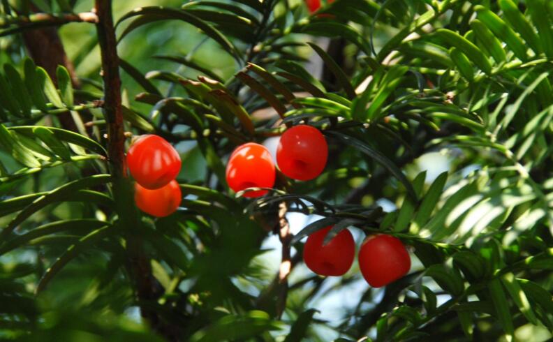 紅豆杉的修剪方法圖,注意抹芽、摘心、短截的區別