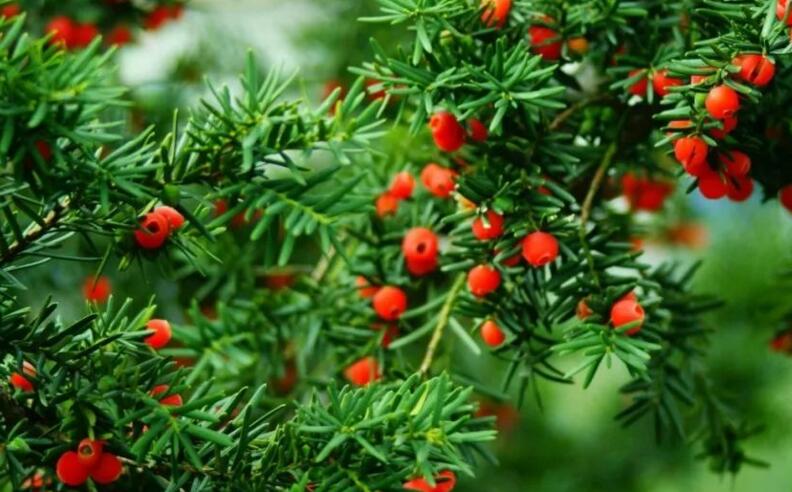 紅豆杉的修剪方法圖,注意抹芽、摘心、短截的區別