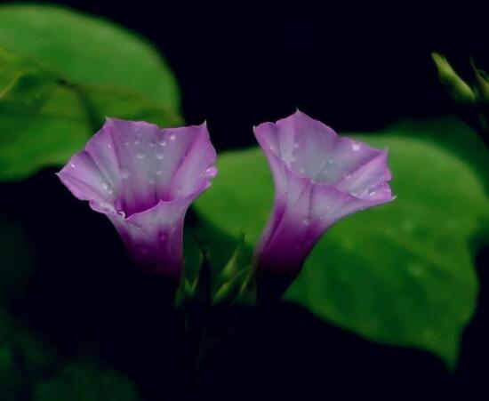 盆栽牽牛花怎麼打理,做好六個養護要點高枕無憂(花開茂盛)