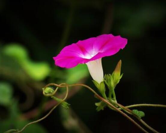 盆栽牽牛花怎麼打理,做好六個養護要點高枕無憂(花開茂盛)
