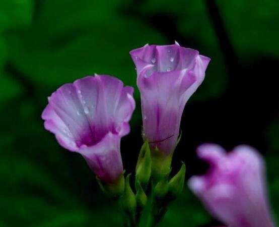 盆栽牽牛花怎麼打理,做好六個養護要點高枕無憂(花開茂盛)