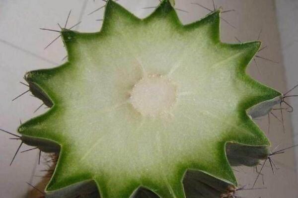 仙人球的繁殖方法,以下三種繁殖方法必須要掌握