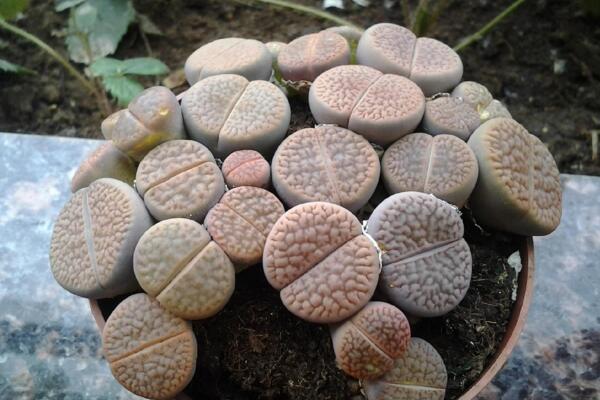 生石花的養殖方法，必須要掌握的5大要點