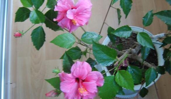 合歡花和芙蓉花怎麼區分,可通過高度、產地、習性、花朵來區分