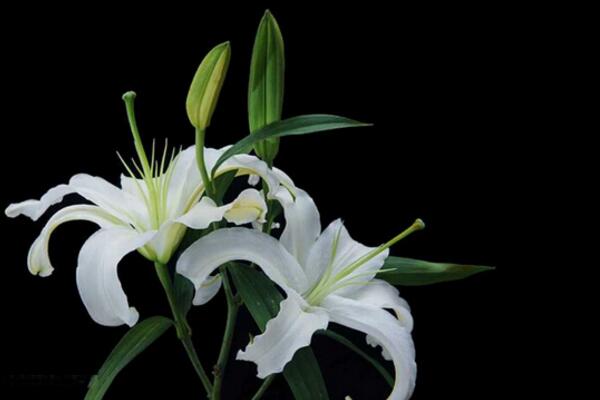 香水百合花期,每年4-7月都可以開花(花期為2個月)