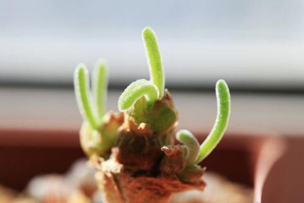 碧光環怎樣繁殖，詳解碧光環如何扡插與播種