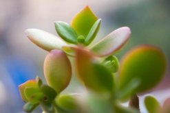 雅樂之舞掉葉子怎麼辦，四種原因以及解決方