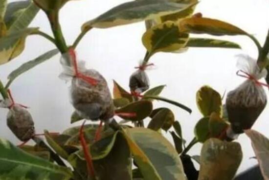 月季花如何壓條繁殖，教你六達基本步驟存活率百分百