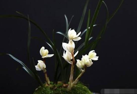 蘭花哪個品種最好,素冠荷鼎天價難買(鎮園之寶)