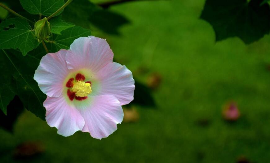 木芙蓉花什麼時候開花,在每年的8到11月份開花