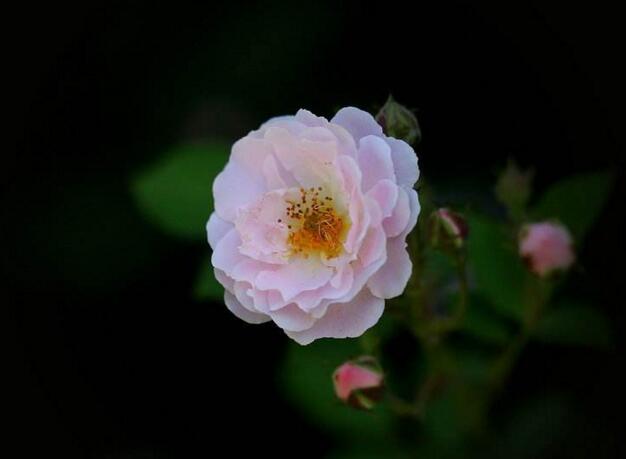薔薇花適合東北種植嗎,適宜/但是要注意栽種的方法