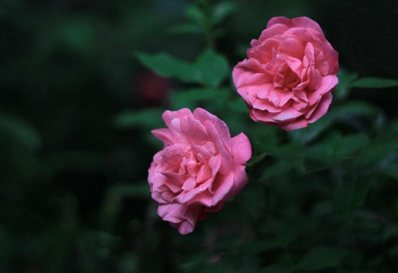 薔薇花適合東北種植嗎,適宜/但是要注意栽種的方法