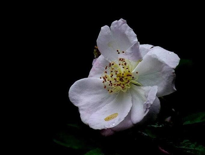 薔薇花適合東北種植嗎,適宜/但是要注意栽種的方法