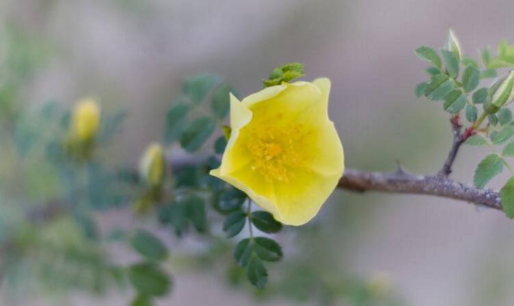 薔薇花適合東北種植嗎,適宜/但是要注意栽種的方法