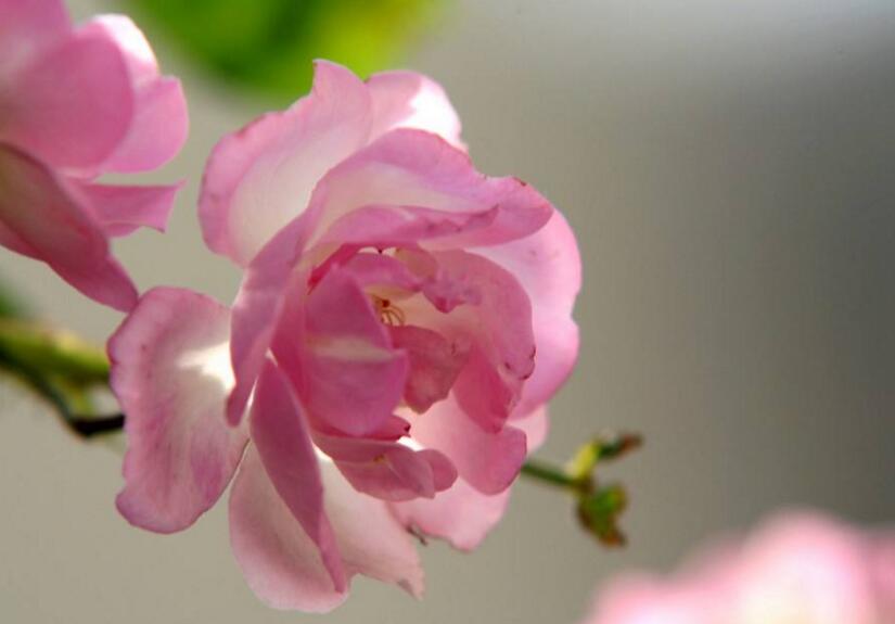 薔薇花適合東北種植嗎,適宜/但是要注意栽種的方法