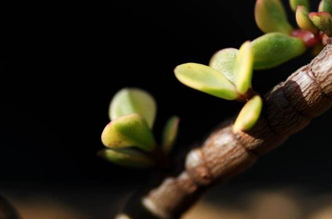 雅樂之舞的花語,代表著沉默的愛和光明