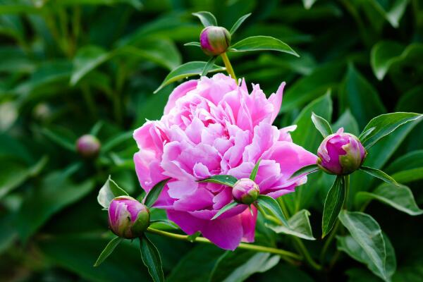 芍藥花期,芍藥花的開花時間是5-6月