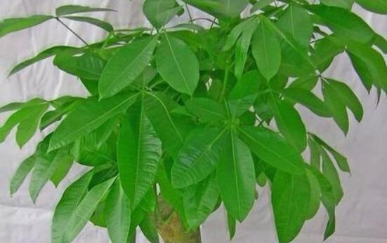 發財樹掉葉子怎麼辦,三種原因以及解決方法