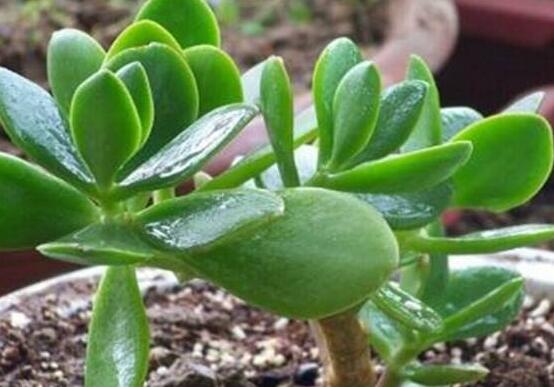 燕子掌炭疽病怎麼辦，及時摘除病葉、噴灑藥物(合適溫度光照)