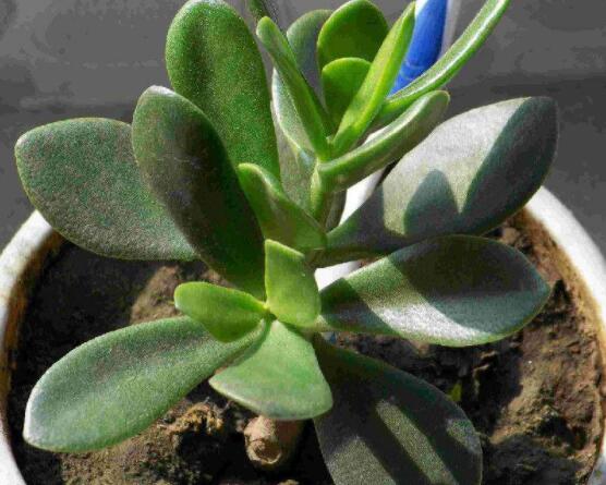 燕子掌炭疽病怎麼辦，及時摘除病葉、噴灑藥物(合適溫度光照)