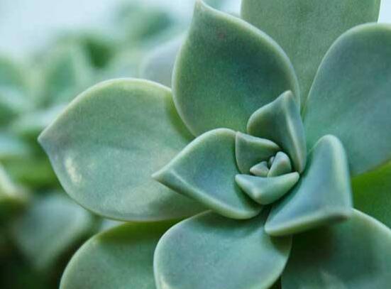 寶石花怎麼澆水,不同季節不同澆水量(控水為主)