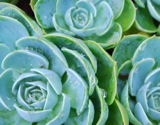 寶石花怎麼澆水,不同季節不同澆水量(控水為主)