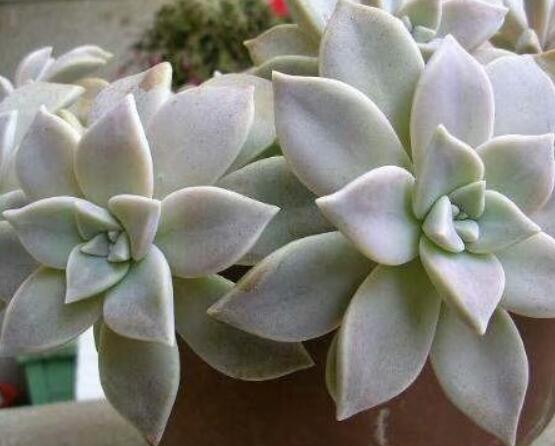 寶石花怎麼澆水,不同季節不同澆水量(控水為主)