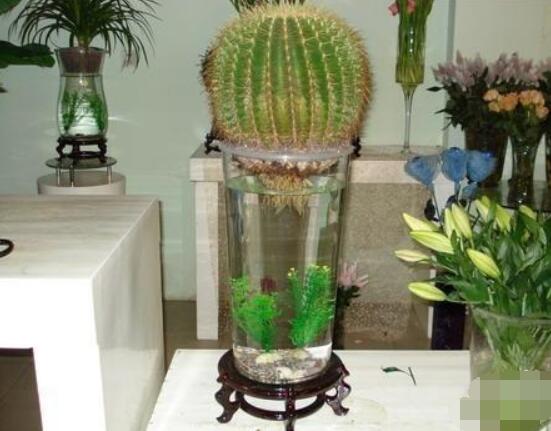 水培仙人球怎麼養，教你六個最好步驟快速生根(7天)