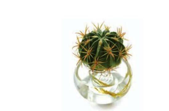 水培仙人球怎麼養,教你六個最好步驟快速生根(7天)