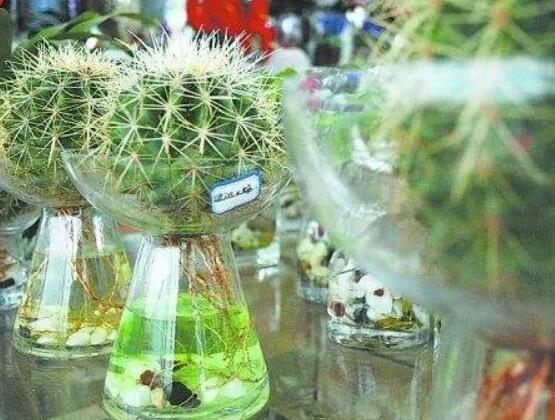 水培仙人球怎麼養,教你六個最好步驟快速生根(7天)