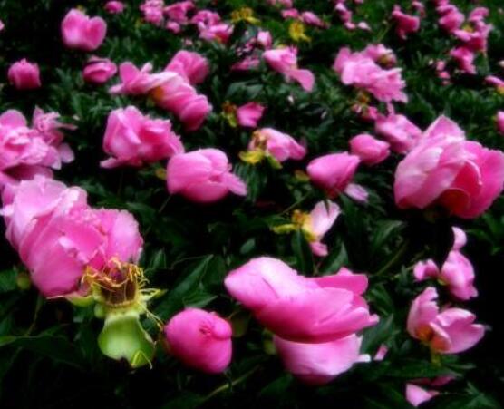 芍藥花茶的製作,最簡單的單獨泡製/綠茶搭配泡製