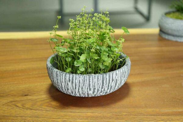 銅錢草開花了怎麼辦，分為留種處理和不留種處理