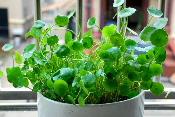 銅錢草開花了怎麼辦，分為留種處理和不留種處理