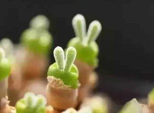 碧光環用什麼樣的土,最好配製適合植物生長的透氣土壤