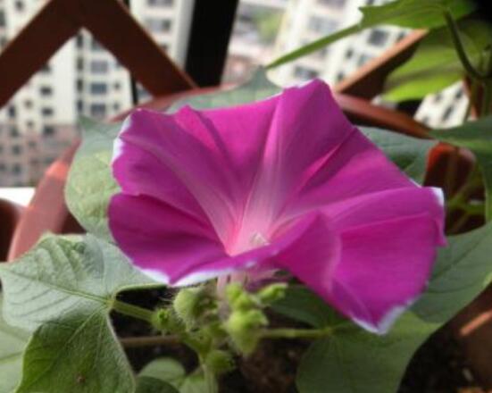 爬藤牽牛花種植方法，擇健康飽滿種子/借靠輔助物攀爬