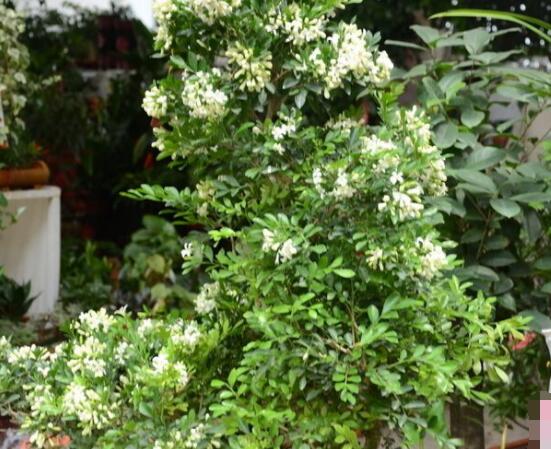 小葉九裏香養殖方法,老農總結最有效五個養護措施