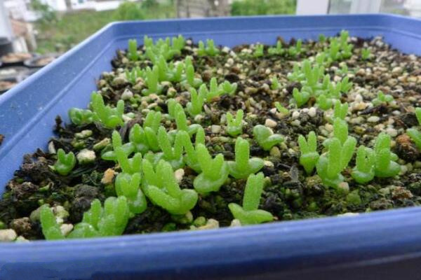 碧光環多肉怎樣種植,碧光環種植具體操作步驟