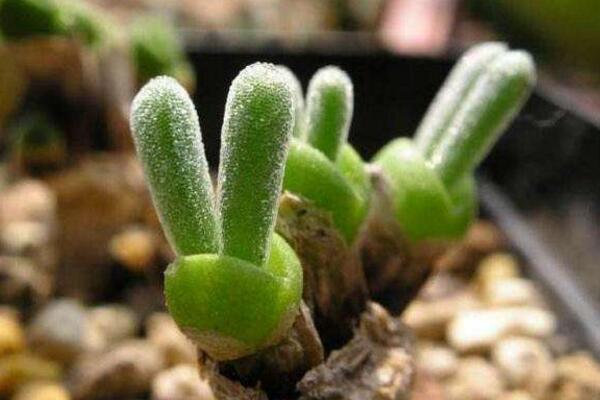碧光環多肉怎樣種植,碧光環種植具體操作步驟