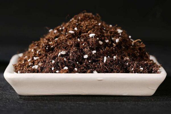 碧光環多肉怎樣種植,碧光環種植具體操作步驟