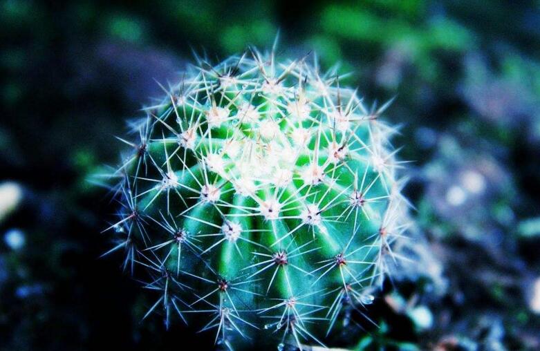 仙人掌花開多久,品種不同花期不同(稀有品種不開花)